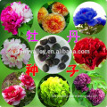 High Quality Peony Paeonia suffruticosa Seed For Growing